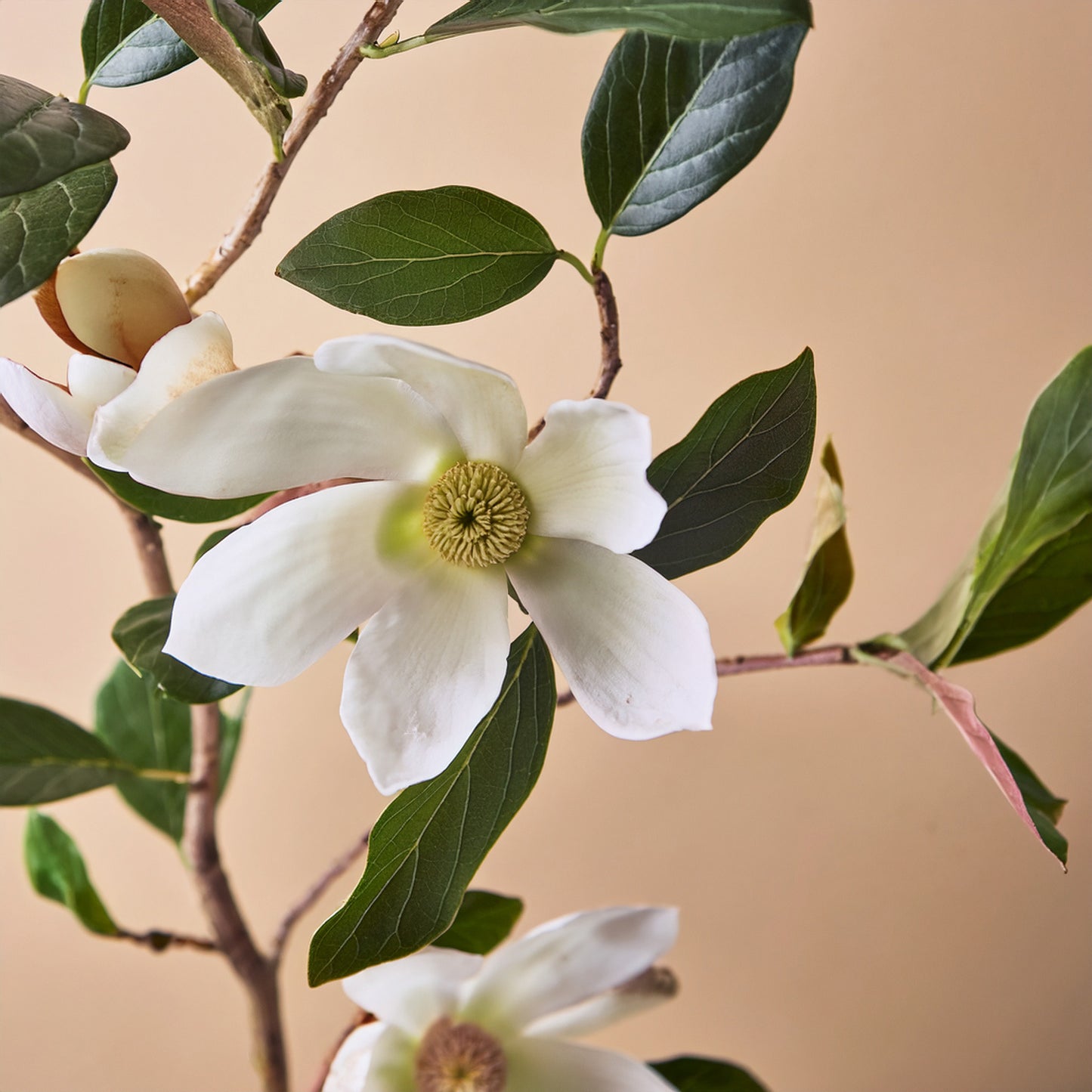 magnolia
