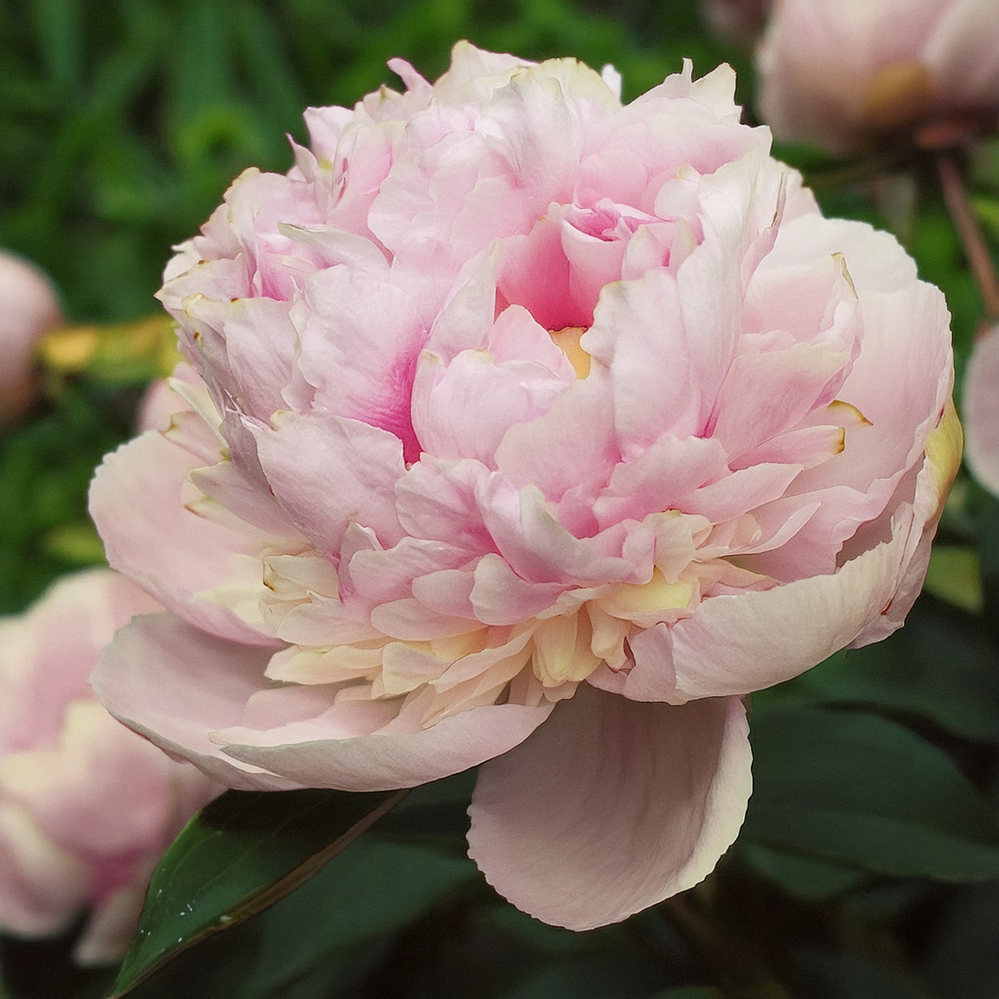 peonies