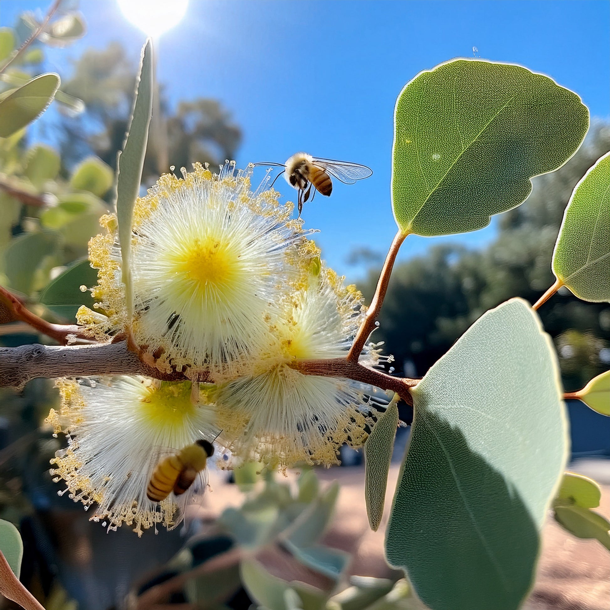 Eucalyptus 